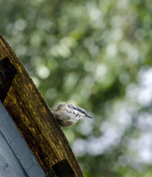 Nuthatch Sitta Europaea Pequeño Pájaro Cantor Con Pico Largo Fuerte —  Fotos de Stock