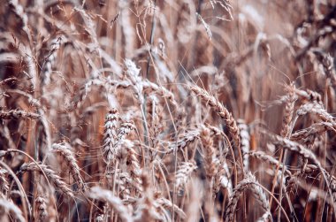Altın buğday tarlası. Hasat et. Olgunlaşan buğday tarlalarının arka planı. Seçici odak.