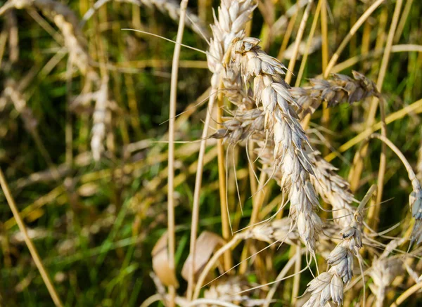 Золотое Пшеничное Поле Урожай Фон Спелых Колосьев Пшеничного Поля Селективный — стоковое фото