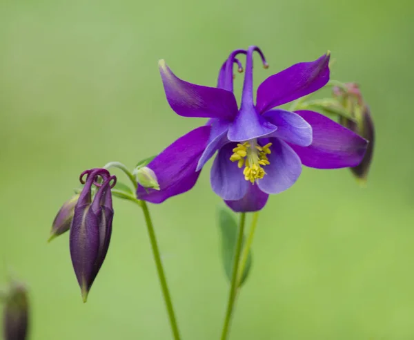 Nahaufnahme Einer Blume Aquilgia Blume Auf Verschwommenem Grünem Hintergrund lizenzfreie Stockfotos