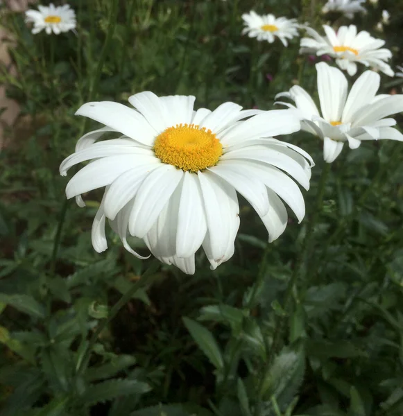 Champ Avec Grandes Marguerites Jardin Jardin Marguerites Blanches Gros Plan — Photo