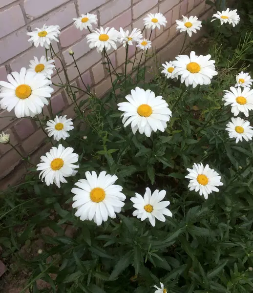 Terreno Con Ampio Giardino Margherite Giardino Margherite Bianche Vicino — Foto Stock