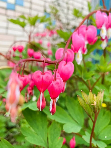 Flowering of the plant Dicentra formosa on a blurred background. This flower has another name - a bleeding or broken heart. Selective focus