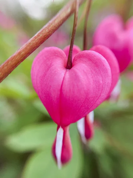 Flowering of the plant Dicentra formosa on a blurred background. This flower has another name - a bleeding or broken heart. Selective focus