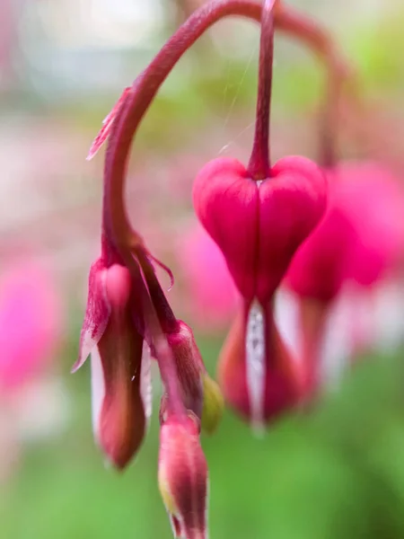 Flowering Plant Dicentra Formosa Blurred Background Flower Has Another Name — Stock Photo, Image