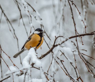 Great tit on birch branch during snowfall, close up, Parus major. Tit sits on a tree branch in the forest