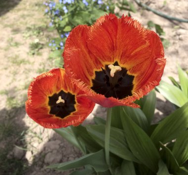 Lale bahçesinde açan kırmızı laleler. Doğa.