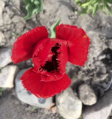 Lale bahçesinde açan kırmızı laleler. Doğa.