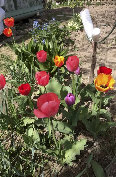 Tulipani Fiore Rossi Che Fioriscono Giardino Tulipani Natura — Foto Stock