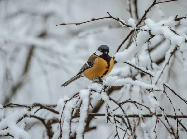 Grand Mésange Sur Branche Bouleau Pendant Les Chutes Neige Gros — Photo