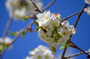 Bal arısı (Anthophila) beyaz bir kiraz çiçeğinden nektar toplar. Kiraz ağacının üzerindeki arı çiçeği. Bulanık arkaplan