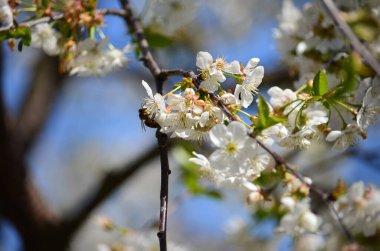 Bal arısı (Anthophila) beyaz bir kiraz çiçeğinden nektar toplar. Kiraz ağacının üzerindeki arı çiçeği. Bulanık arkaplan