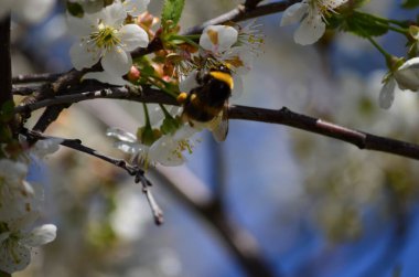 Çiçek açan beyaz kirazdan (Prunus cerasus) nektar toplayan yabanarısının (Bombus hororum) yakın çekimi. Doğal bokeh arka planında çiçek açan kiraz.