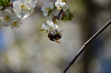 Çiçek açan beyaz kirazdan (Prunus cerasus) nektar toplayan yabanarısının (Bombus hororum) yakın çekimi. Doğal bokeh arka planında çiçek açan kiraz.
