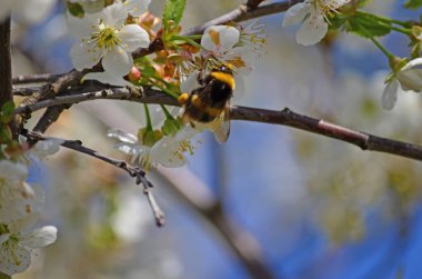 Çiçek açan beyaz kirazdan (Prunus cerasus) nektar toplayan yabanarısının (Bombus hororum) yakın çekimi. Doğal bokeh arka planında çiçek açan kiraz.
