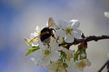 Çiçek açan beyaz kirazdan (Prunus cerasus) nektar toplayan yabanarısının (Bombus hororum) yakın çekimi. Doğal bokeh arka planında çiçek açan kiraz.