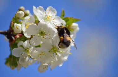 Çiçek açan beyaz kirazdan (Prunus cerasus) nektar toplayan yabanarısının (Bombus hororum) yakın çekimi. Doğal bokeh arka planında çiçek açan kiraz.