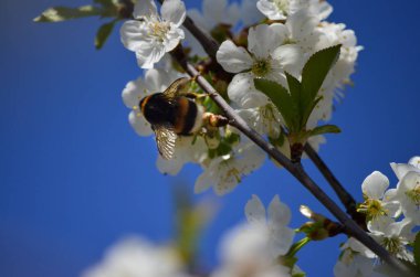Çiçek açan beyaz kirazdan (Prunus cerasus) nektar toplayan yabanarısının (Bombus hororum) yakın çekimi. Doğal bokeh arka planında çiçek açan kiraz.
