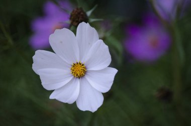 Bulanık arka planda yalnız kosmeya çiçeği. Çiçekli kainat 