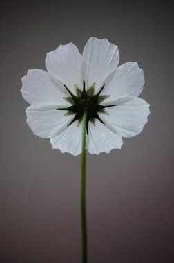 Bulanık arka planda yalnız kosmeya çiçeği. Çiçekli kainat 