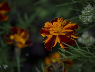 Calendula (Lat.Calendula), Asteraceae familyasından bir bitki cinsidir.. 