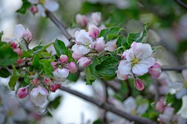İlkbaharda çiçek açan elma ağacı tomurcukları. 