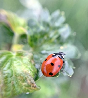 Uğur böceği üzümlü çalıların arasında dolaşır. Kırmızı yeşile 