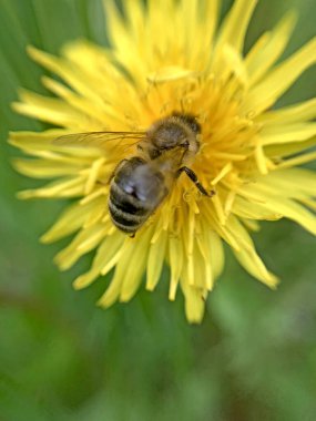 Bir karahindiba çiçeğinin üzerinde sarı polenle kaplanmış bir arıyı yakından çek