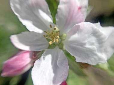 Bahçeye elma çiçekleri yakın plan. Bahar günü 
