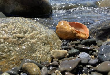 Deniz kabukları kapanıyor. Çakıl taşlı deniz kıyısında güzel bir deniz kabuğu. Kumsalda deniz kabukları, seçici bir odak noktası. Sahil arkaplanı