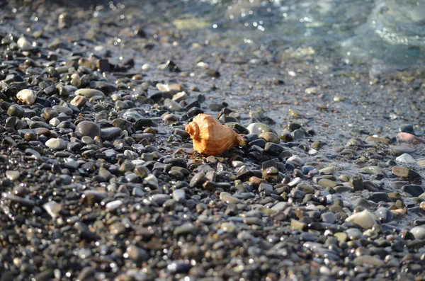 海炮弹特写 拉帕娜空壳 一个漂亮的贝壳在沙滩上的卵石上 海螺在海滩上 有选择的焦点 海岸背景 — 图库照片