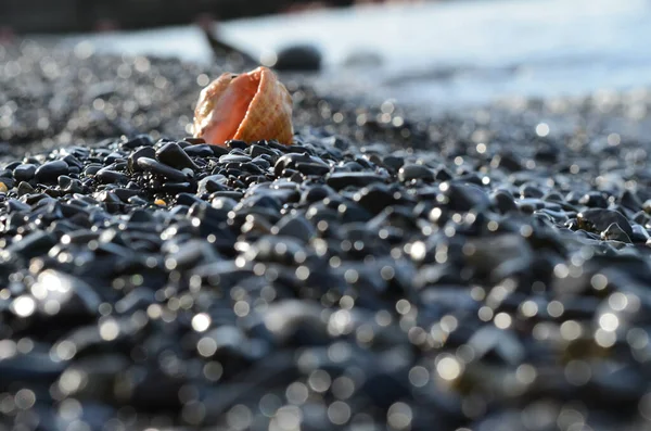 Muscheln Nahaufnahme Rapana Leere Hülle Eine Wunderschöne Muschel Kieselstrand Muscheln — Stockfoto