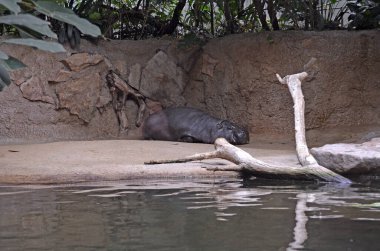 Berlin Hayvanat Bahçesi 'nin akvaryumundaki su aygırları. Hippopotamus amfibik familyası Hippopotamdae.