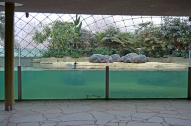 Berlin Hayvanat Bahçesi 'nin akvaryumundaki su aygırları. Hippopotamus amfibik familyası Hippopotamdae.