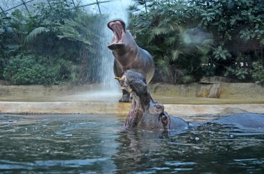 Berlin Hayvanat Bahçesi 'nin akvaryumundaki su aygırları. Hippopotamus amfibik familyası Hippopotamdae.