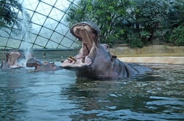 Berlin Hayvanat Bahçesi 'nin akvaryumundaki su aygırları. Hippopotamus amfibik familyası Hippopotamdae.