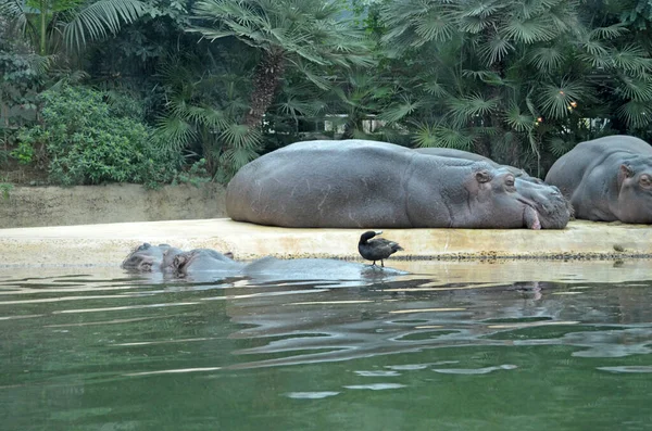 Бегемоты Аквариуме Берлинского Зоопарка Семейство Hippopotamus Amphibius Семейства Hippopotamidae — стоковое фото