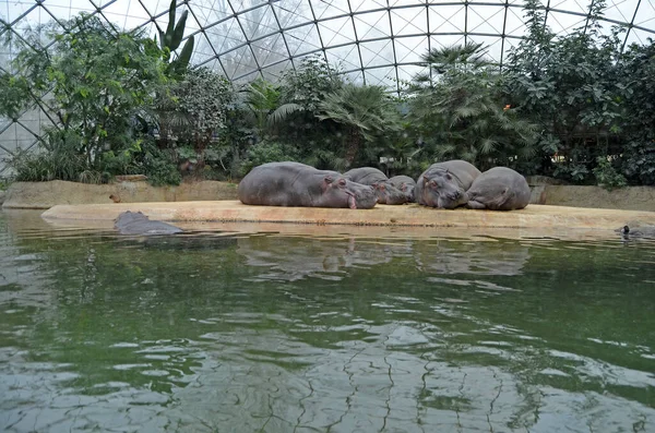 Hipopotamy Akwarium Berlińskiego Zoo Hipopopotam Rodziny Hipopotamów Hippopotamidae — Zdjęcie stockowe