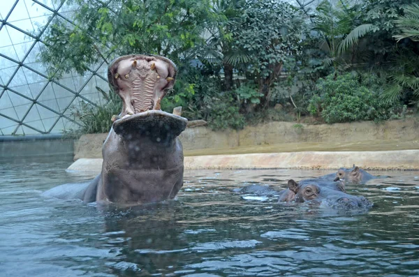 Hipopotamy Akwarium Berlińskiego Zoo Hipopopotam Rodziny Hipopotamów Hippopotamidae — Zdjęcie stockowe
