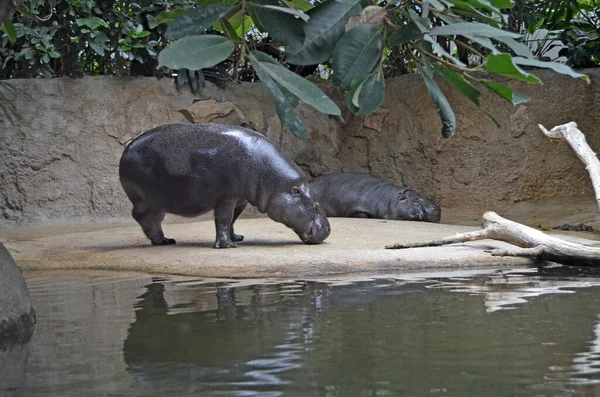 Бегемоты Аквариуме Берлинского Зоопарка Семейство Hippopotamus Amphibius Семейства Hippopotamidae — стоковое фото
