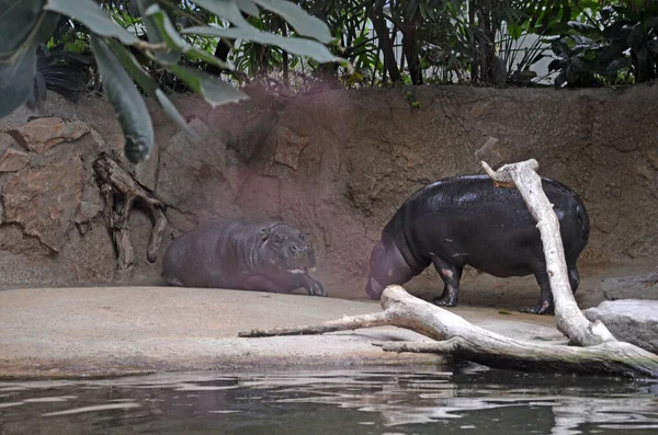 Бегемоты Аквариуме Берлинского Зоопарка Семейство Hippopotamus Amphibius Семейства Hippopotamidae — стоковое фото