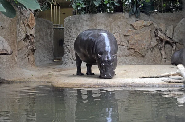 Vízilovak Berlini Állatkert Akváriumában Hippopotamus Amphibius Családba Tartozó Hippopotamidae — Stock Fotó