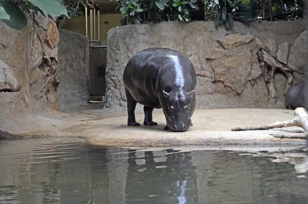 Hipopotamy Akwarium Berlińskiego Zoo Hipopopotam Rodziny Hipopotamów Hippopotamidae — Zdjęcie stockowe