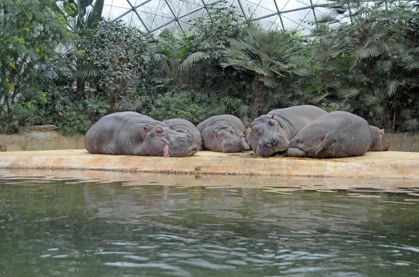 Hipopótamos Acuario Del Zoológico Berlín Hippopotamus Amphibius Family Hippopotamidae — Foto de Stock