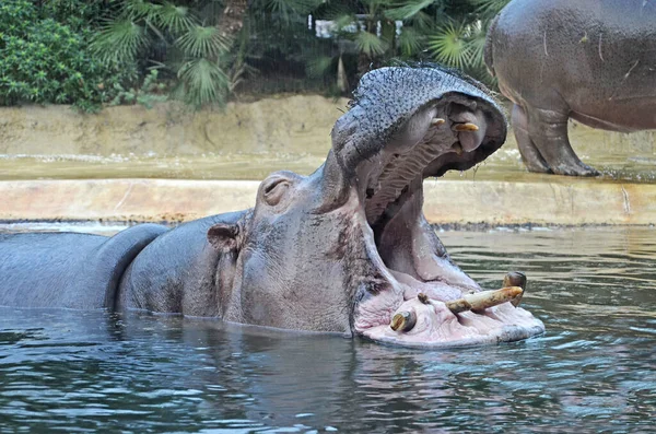 Бегемоты Аквариуме Берлинского Зоопарка Семейство Hippopotamus Amphibius Семейства Hippopotamidae — стоковое фото