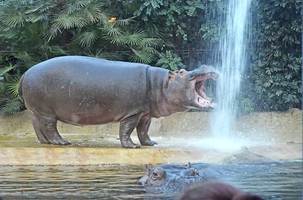 Бегемоты Аквариуме Берлинского Зоопарка Семейство Hippopotamus Amphibius Семейства Hippopotamidae — стоковое фото