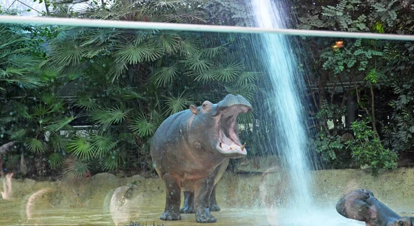 Бегемоты Аквариуме Берлинского Зоопарка Семейство Hippopotamus Amphibius Семейства Hippopotamidae — стоковое фото