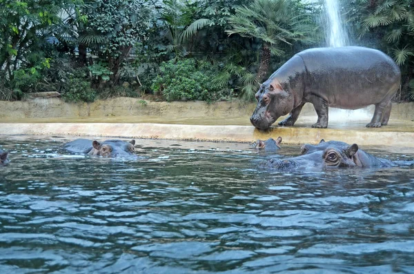 Бегемоты Аквариуме Берлинского Зоопарка Семейство Hippopotamus Amphibius Семейства Hippopotamidae — стоковое фото