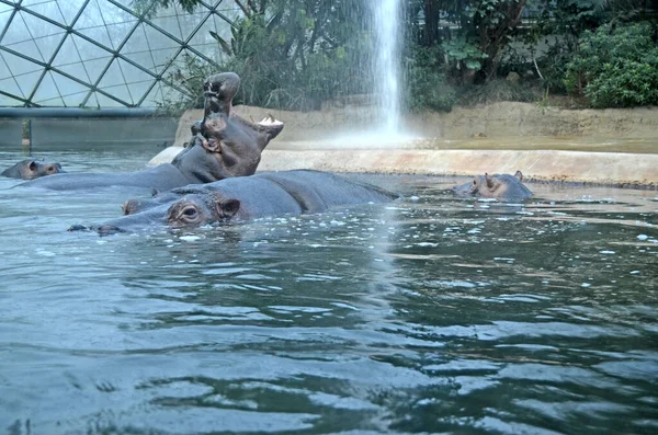 Бегемоты Аквариуме Берлинского Зоопарка Семейство Hippopotamus Amphibius Семейства Hippopotamidae — стоковое фото