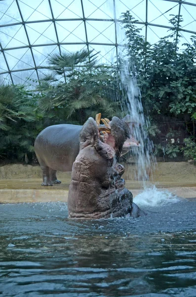 Hipopótamos Acuario Del Zoológico Berlín Hippopotamus Amphibius Family Hippopotamidae — Foto de Stock